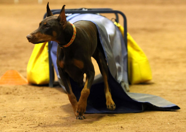 Dogs compete in Bell County Kennel Club’s Spring Agility Trial
